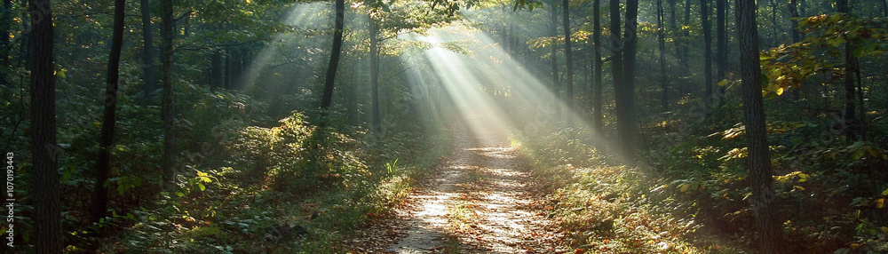 Fototapeta premium scenic trail through autumn forest, illuminated by sunlight filtering through trees, creates serene and peaceful atmosphere