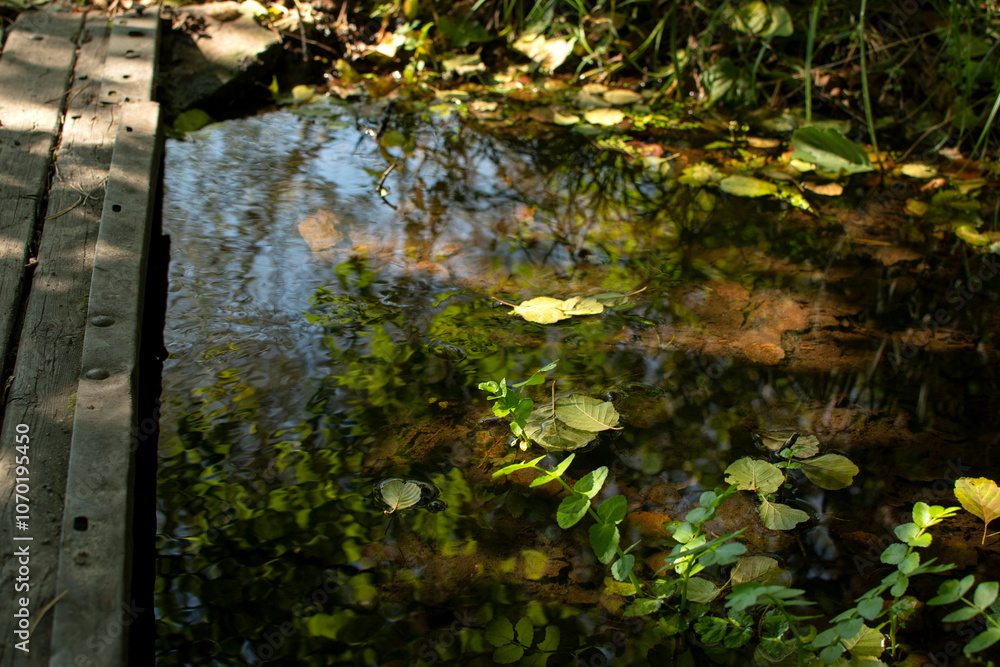 Stream in the forest with fallen autumn leaves Stream in the forest with fallen autumn leaves