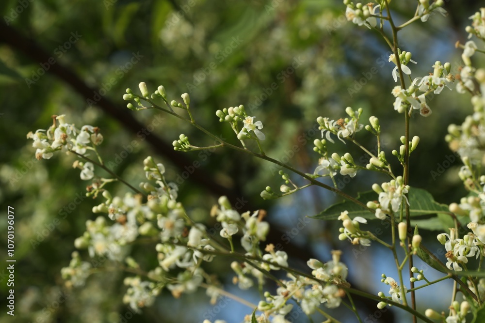 Neem flower closeup. Selective focus. Nature concept. Neem flower closeup. Selective focus. Nature concept.