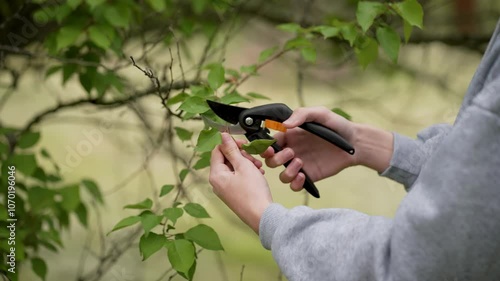 Close up pruning and trimming trees with shears. Detailed shot tree cutting and shaping with secateurs. Close up person using pruning scissors to trim and shape trees