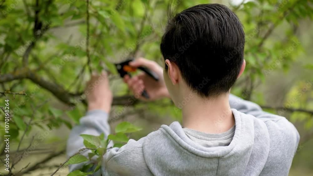 Teenage boy working in garden trimming tree branches with pruning shears. Adolescent boy using pruning tool to cut branches from trees in garden. Young boy pruning tree branches with garden tools Teenage boy working in garden trimming tree branches with pruning shears. Adolescent boy using pruning tool to cut branches from trees in garden. Young boy pruning tree branches with garden tools