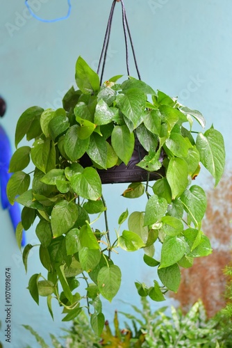 A Jiboia Verde é uma planta trepadeira de folhas verdes brilhantes e formato em coração, que pode ser cultivada tanto em vasos como em suportes photo