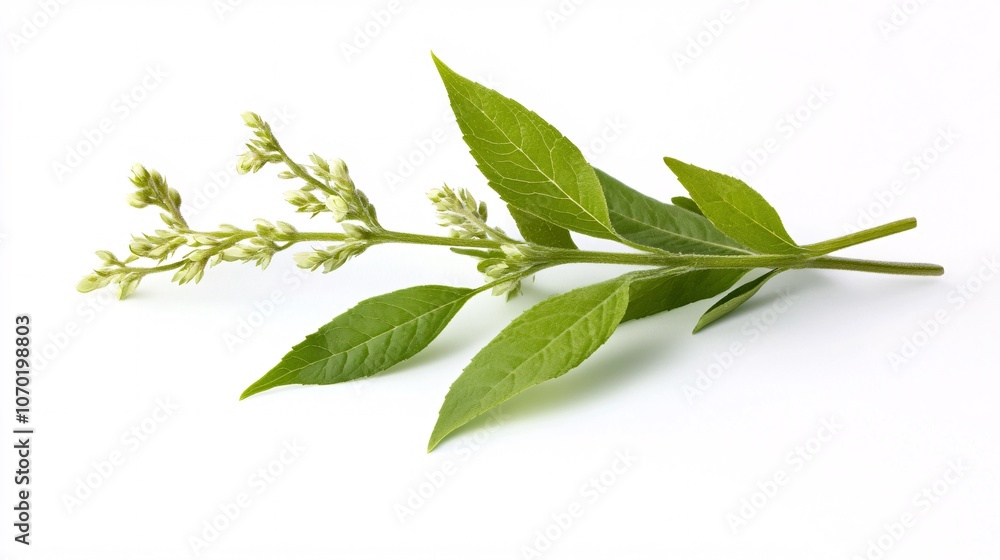 Delicate Green Plant with Buds on White Background Delicate Green Plant with Buds on White Background