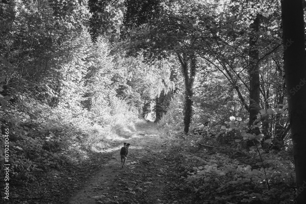 Obraz premium Grayscale shot of a dog walking on a pathway in a forest