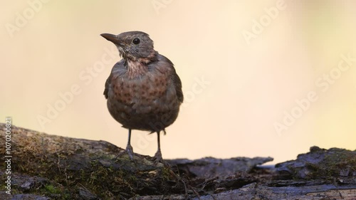 female Blackbird Turdus merula on the forest puddle bird batch time Poland Europe drinking water