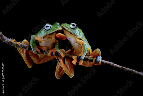 Tree frog on branch, Gliding frog (Rhacophorus reinwardtii) sitting on branch, Javan tree frog on green leaf, Indonesian tree frog