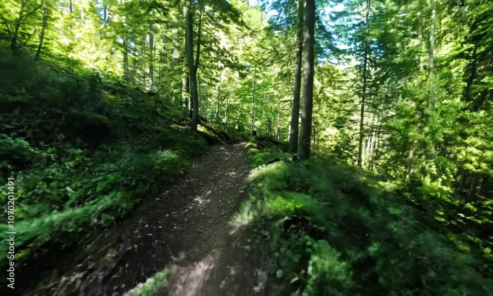 Trailblazer: Experience the Thrill of Hiking Through a Dense Forest in First-Person Trailblazer: Experience the Thrill of Hiking Through a Dense Forest in First-Person