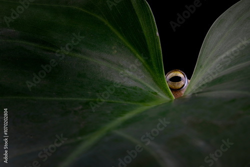 Rhacophorus margaritifer eyes or Java flying frog on green leaves,  Javan flying frog hiding behind green leaves on a black background, Indonesian tree frog