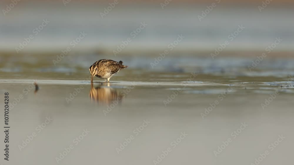 Shore bird Common snipe Gallinago gallinago small bird with long beak, Poland Europe Shore bird Common snipe Gallinago gallinago small bird with long beak, Poland Europe