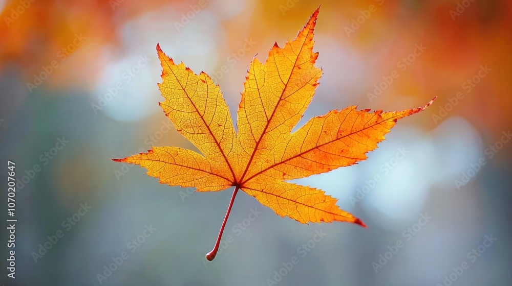 A single yellow maple leaf against a blurry background of orange and blue hues. A single yellow maple leaf against a blurry background of orange and blue hues.