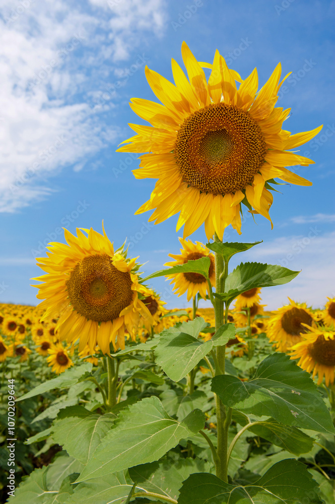 A bright sunflower stands tall in a sunflower field under a blue sky with clouds, A bright sunflower stands tall in a sunflower field under a blue sky with clouds,