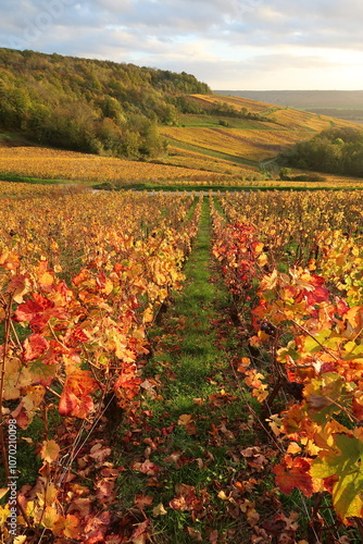 Vignoble en automne en Champagne Ardenne, perspective entre deux rangs de vigne, avec des feuilles rouges et oranges (France)