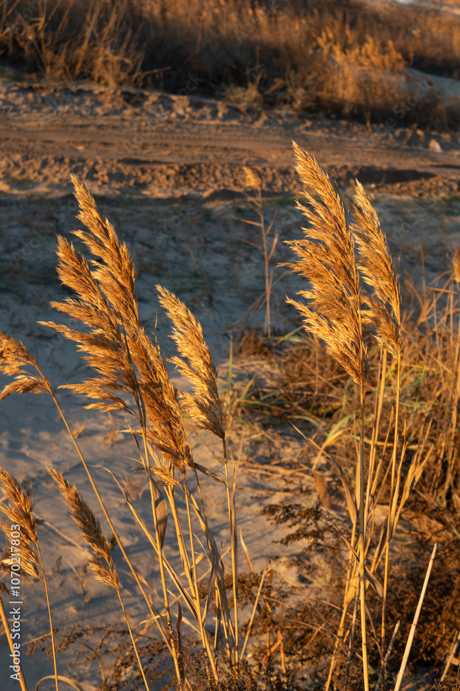 Fototapeta premium Selective Focus of Dried Puffy Common Reed Plants in Winter Golden Sunlight