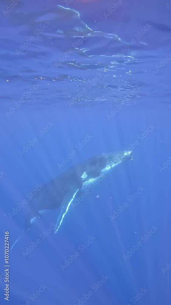 An amazing humpback whale portrait underwater in the Pacific Ocean. Tahiti An amazing humpback whale portrait underwater in the Pacific Ocean. Tahiti