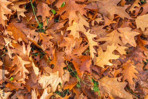Obraz na płótnie Close-up of fallen oak leaves. Fresh green blades of grass can be seen between the leaves. It is autumn season in the Netherlands. w salonie