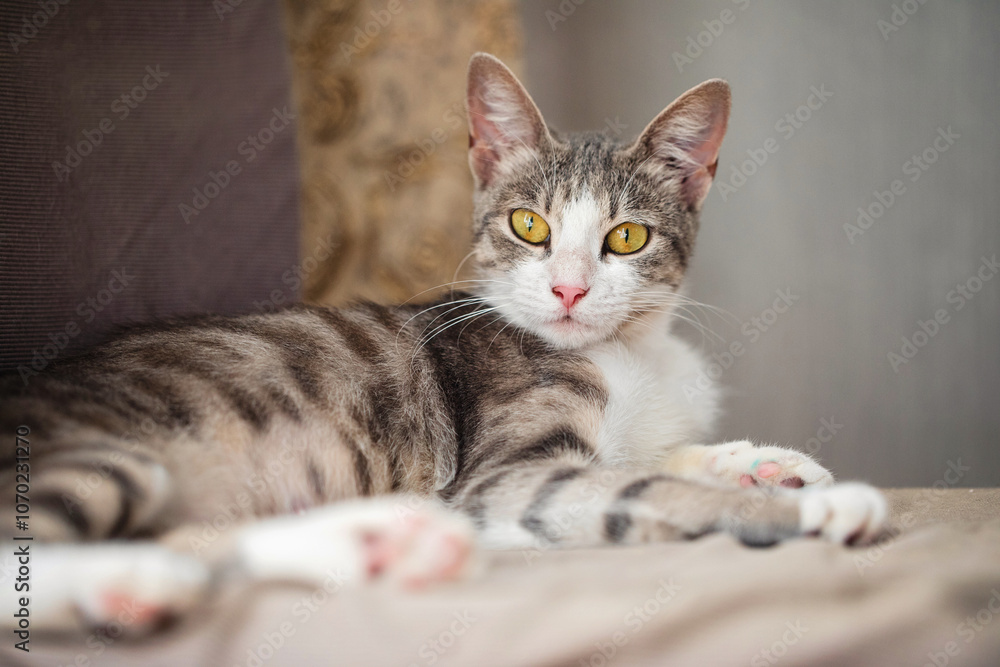 Fototapeta premium Adorable Gray Tabby Cat with Yellow Eyes Relaxing Peacefully