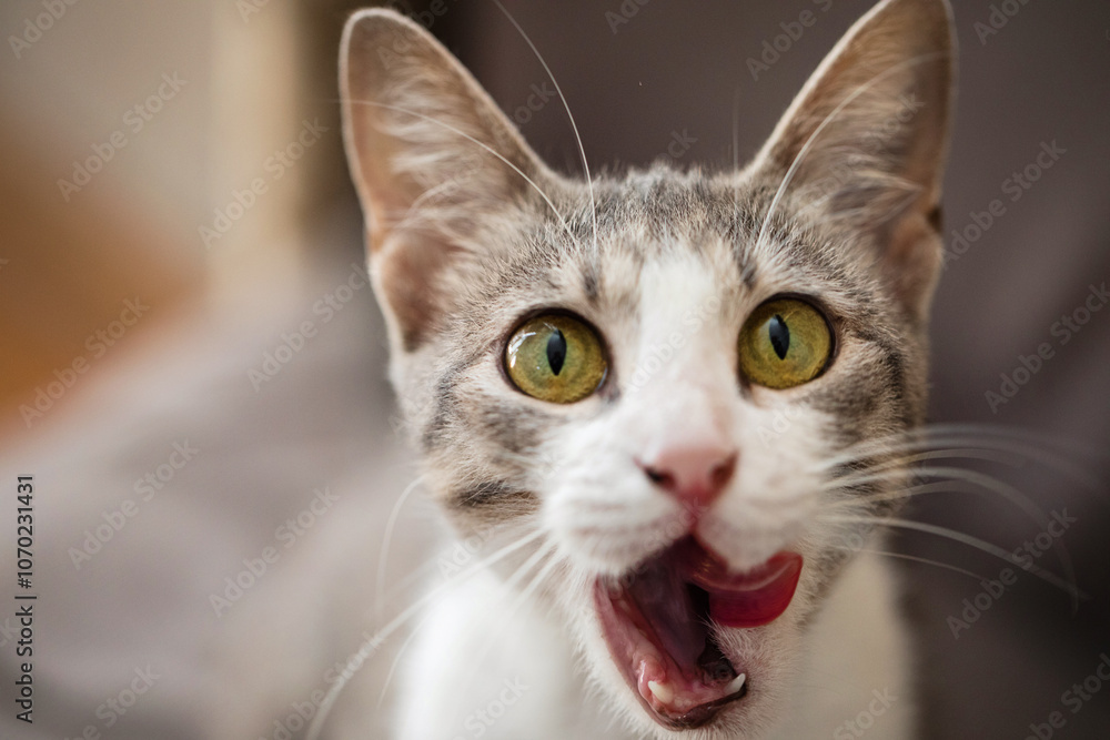 Kitten pet licking it's nose, indoor portrait Kitten pet licking it's nose, indoor portrait