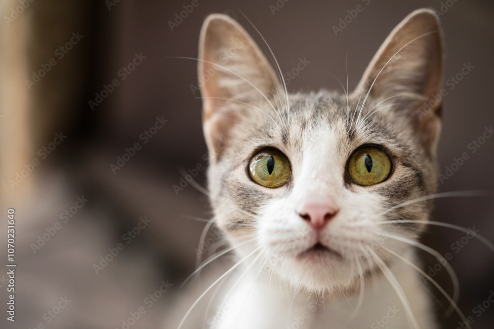 Beautiful tabby cat posing for the camera Beautiful tabby cat posing for the camera