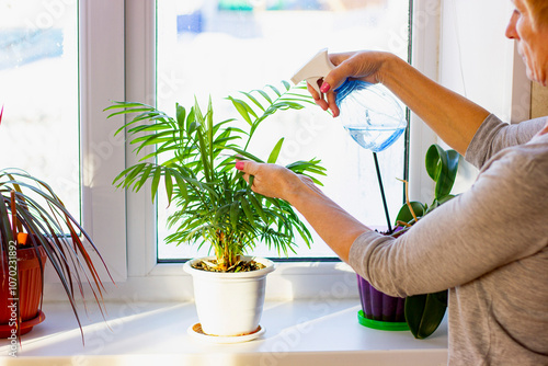 Plant care. Palm house plants sprayed from a bottle in the hand of a woman. Winter care for indoor plants, prevention against plant pests, bacterial diseases, fertilization and gardening at home.