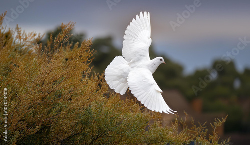 A white dove flying over a tree. Holy Spirit.  photo