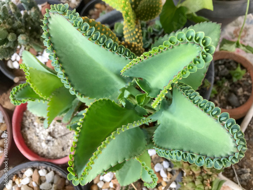 Kalanchoe daigremontiana succulent, known as 