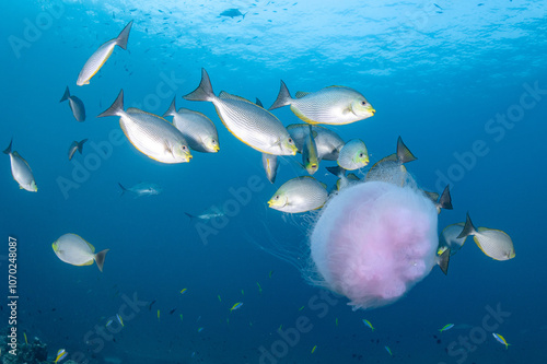 Giant Jellyfish swimming with a school of Streaked spinefoot fish or Java rabbitfish (Siganus Javus) in clear blue water of Andaman sea. Marine life in underwater world photo