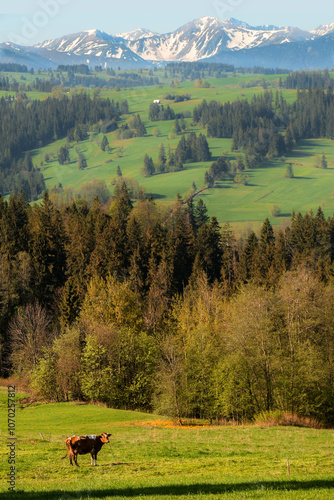 Cow Beneath The Mountains 