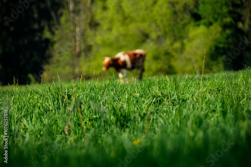 A Cow On A Grass Field 