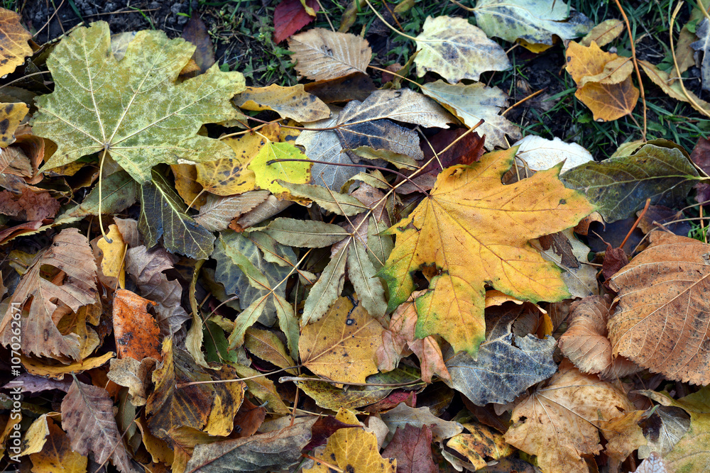 Dry leaves on the ground in a beautiful autumn forest. autumn background, fallen leaves in a forest or park. Grove. selective soft focus. autumn colors, beautiful season. autumn season, first frosts Dry leaves on the ground in a beautiful autumn forest. autumn background, fallen leaves in a forest or park. Grove. selective soft focus. autumn colors, beautiful season. autumn season, first frosts