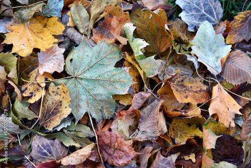 Dry leaves on the ground in a beautiful autumn forest. autumn background, fallen leaves in a forest or park. Grove. selective soft focus. autumn colors, beautiful season. autumn season, first frosts