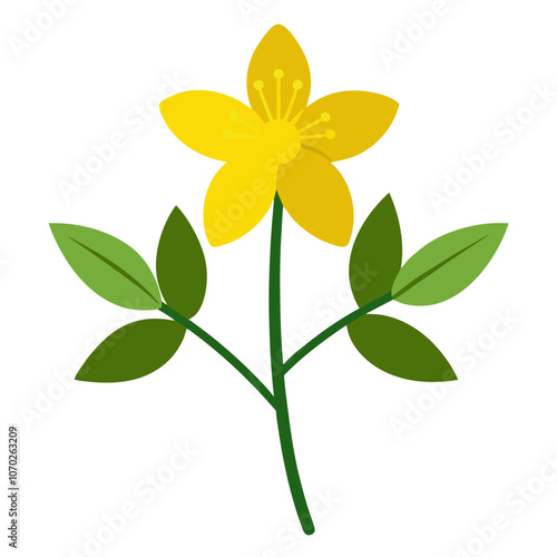 Medicinal Herb St. John's Wort in Vector.