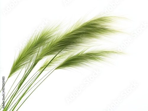 Green grass blades on white isolated background for natural decor or design projects.