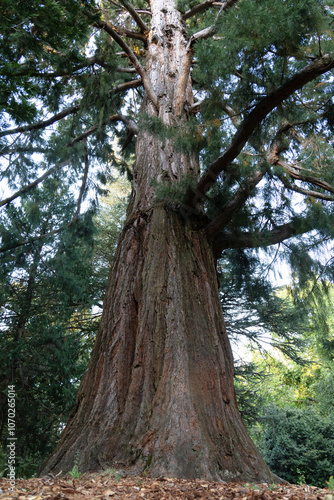 Wallpaper Mural Sequoia gigante Torontodigital.ca