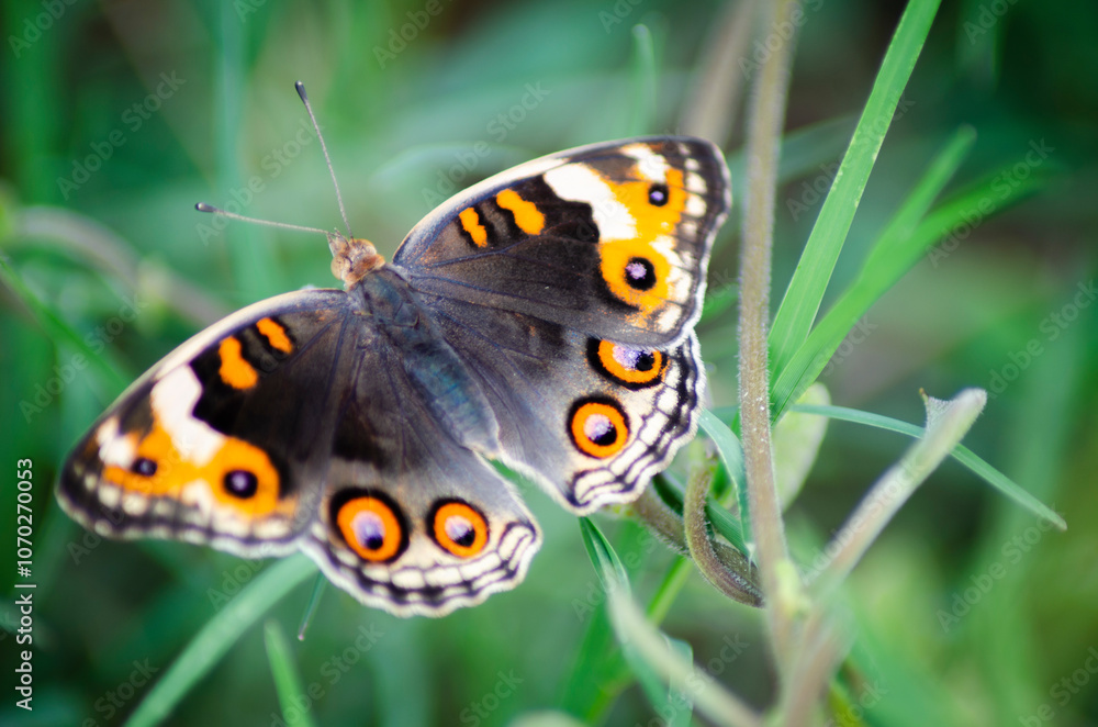 Obraz premium beautiful blue brown black yellow orange butterfly was flapping and perched on a leaf