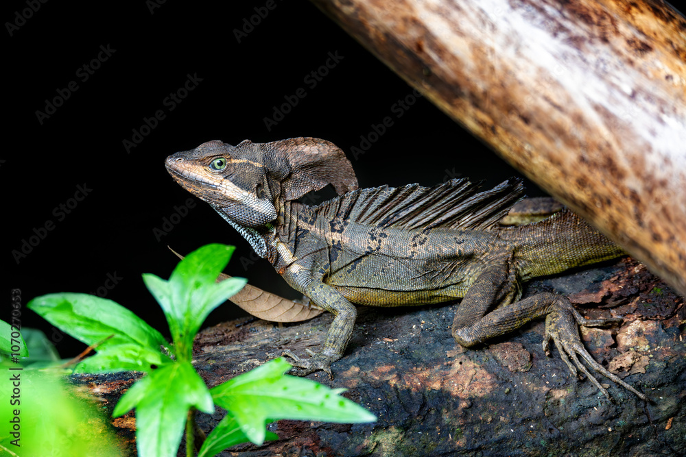Obraz premium The common basilisk, Basiliscus basiliscus. Manuel Antonio National Park, Costa Rica wildlife