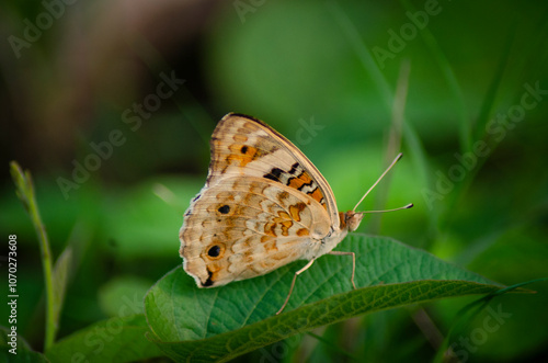 beautiful blue brown black yellow orange butterfly was flapping and perched on a leaf