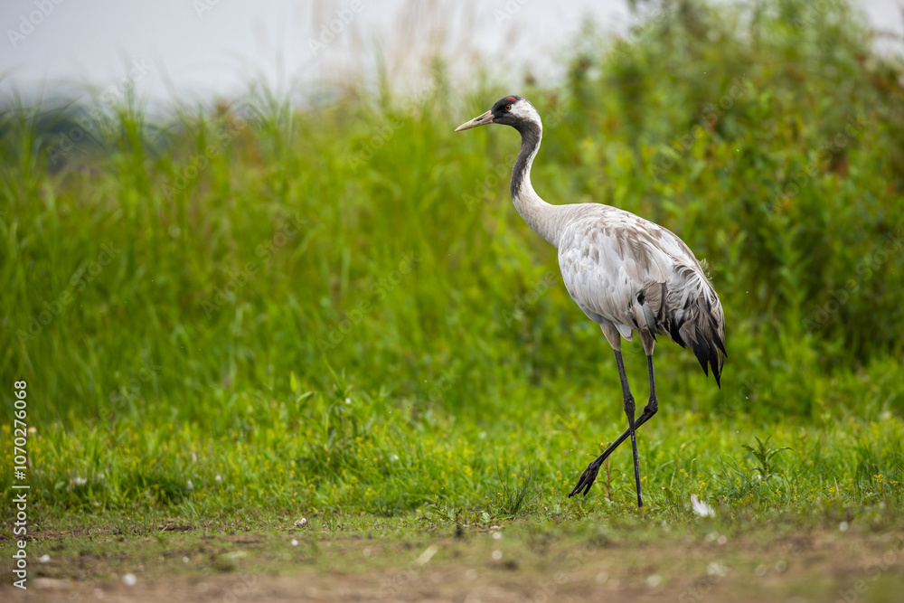 Naklejka premium Birds -Common crane (Grus grus) 