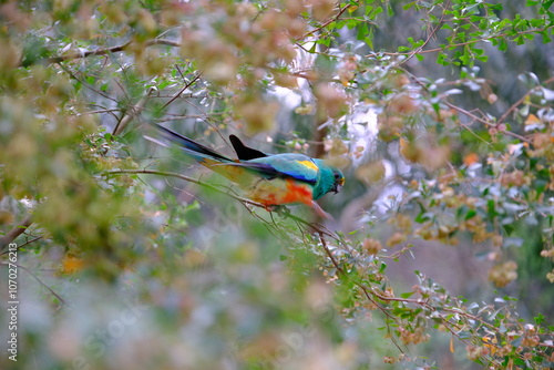Obraz na plátně Mulga Parrot Among the Foliage