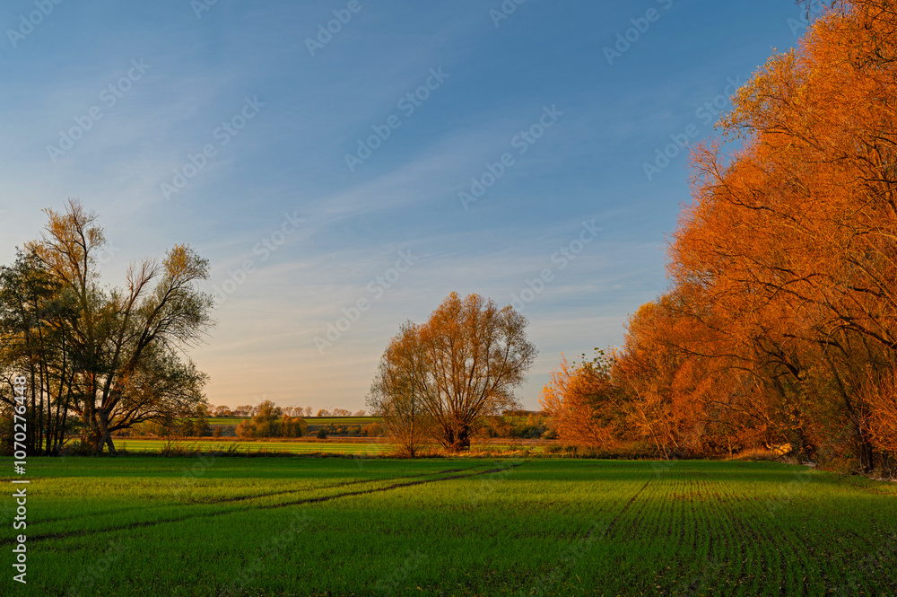 meadow in Thuringia in autumn in sunset light meadow in Thuringia in autumn in sunset light