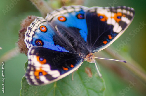 beautiful blue brown black yellow orange butterfly was flapping and perched on a leaf