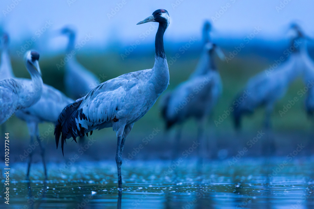 Obraz premium Birds -Common crane (Grus grus) 