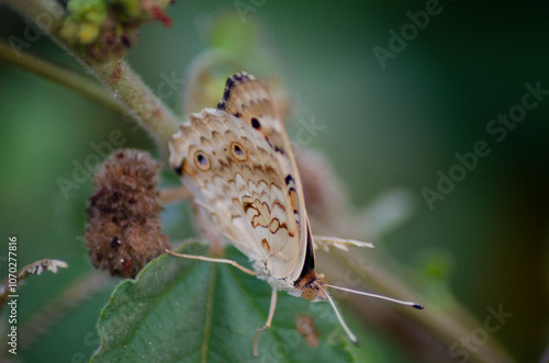 beautiful blue brown black yellow orange butterfly was flapping and perched on a leaf