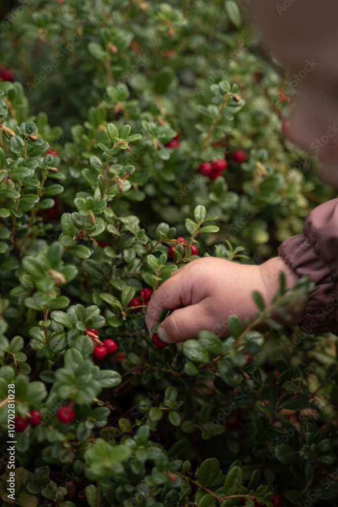 Child picking up lingonberries in the forest Child picking up lingonberries in the forest