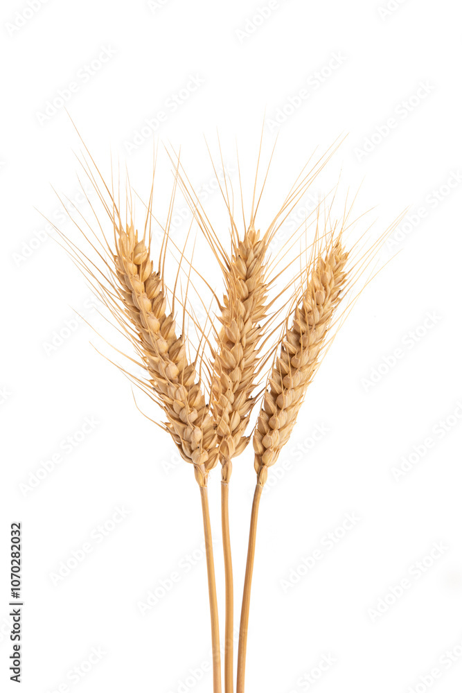 ripe golden wheat ears isolated on white background. ripe golden wheat ears isolated on white background.
