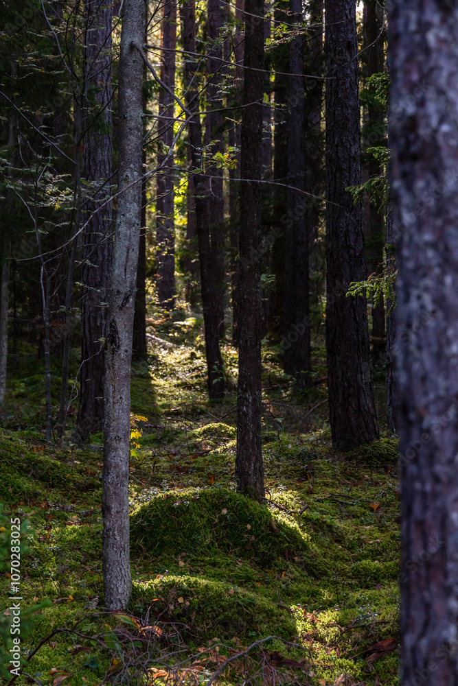 Fototapeta premium Sun is shining into dark pine tree forest giving hope in the darkness. Sunlight piercing the shadows of a dark pine tree woodland, illuminating a sea of green moss and tree trunks