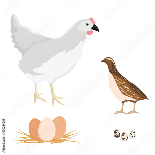 Farm birds white chicken hen and quail
