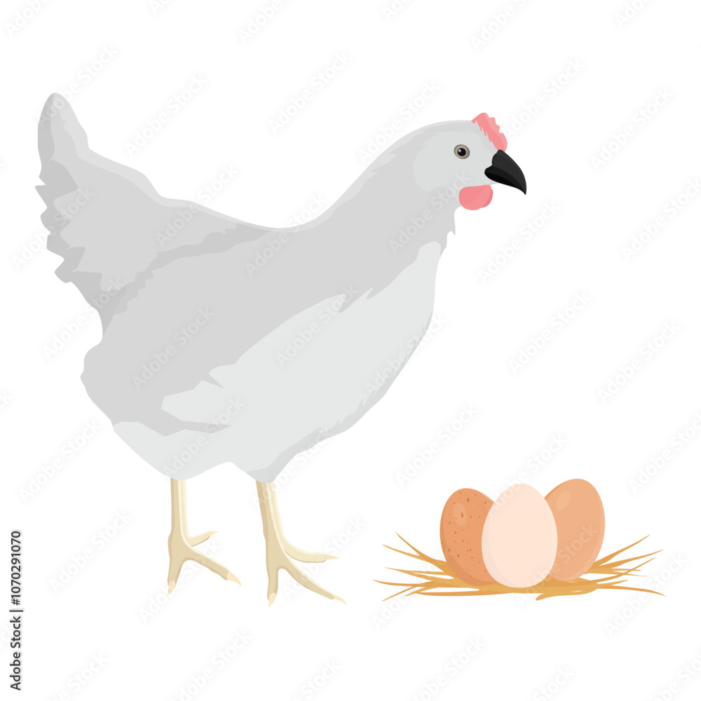 White poultry farm chicken hen and fresh chichen eggs in straw White poultry farm chicken hen and fresh chichen eggs in straw