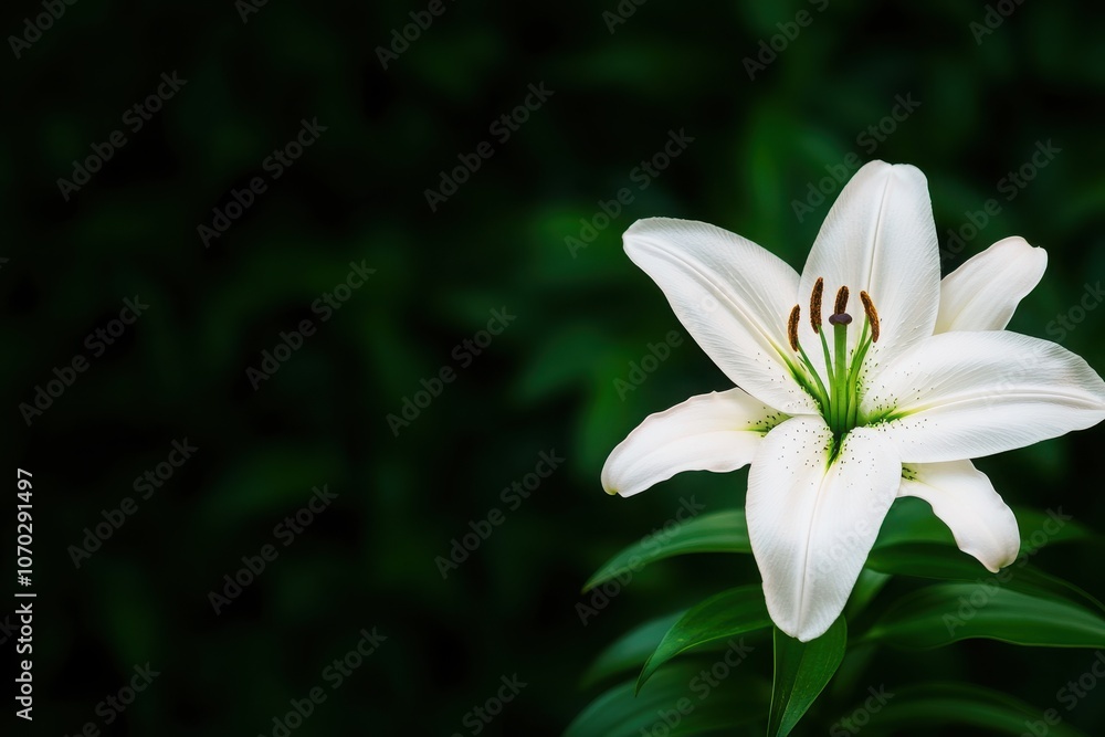 Elegant white lily blooming against a dark background, symbolizing purity and beauty in nature's design. Elegant white lily blooming against a dark background, symbolizing purity and beauty in nature's design.