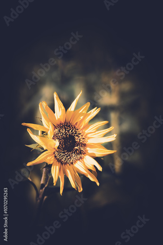 Sonnenblume