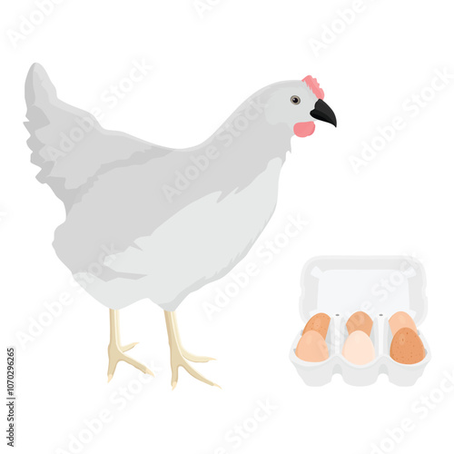 White poultry farm chicken hen and carton box with chicken eggs